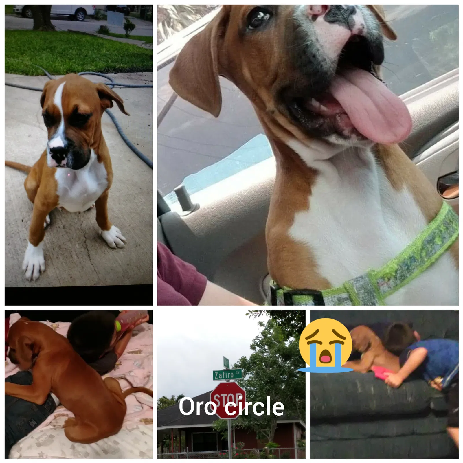 Lost dog in Brownsville, TX, 78521