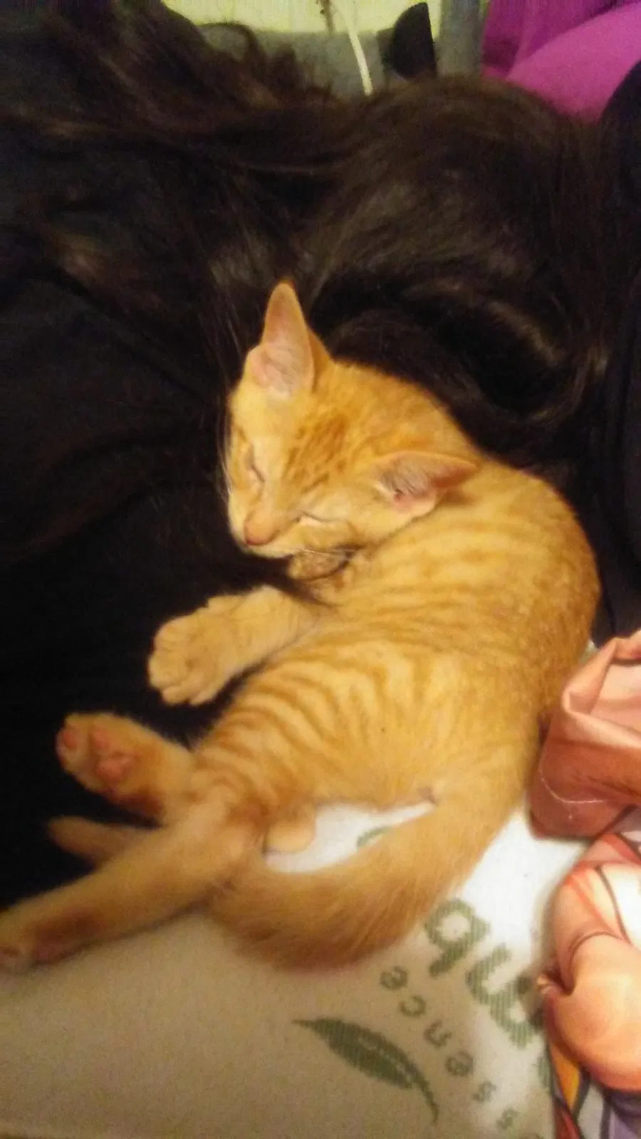 Lost cat in Killeen, TX, 76549
