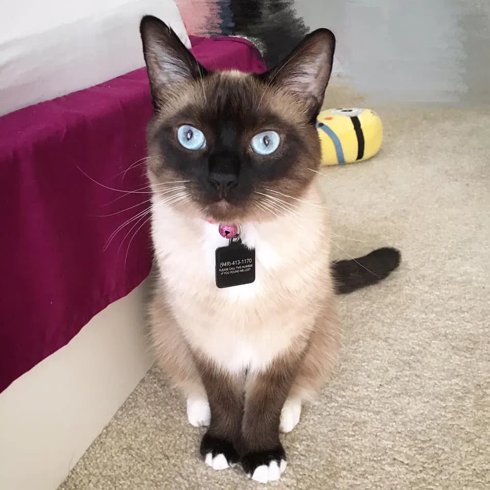 Lost cat in Irvine, CA, 92603