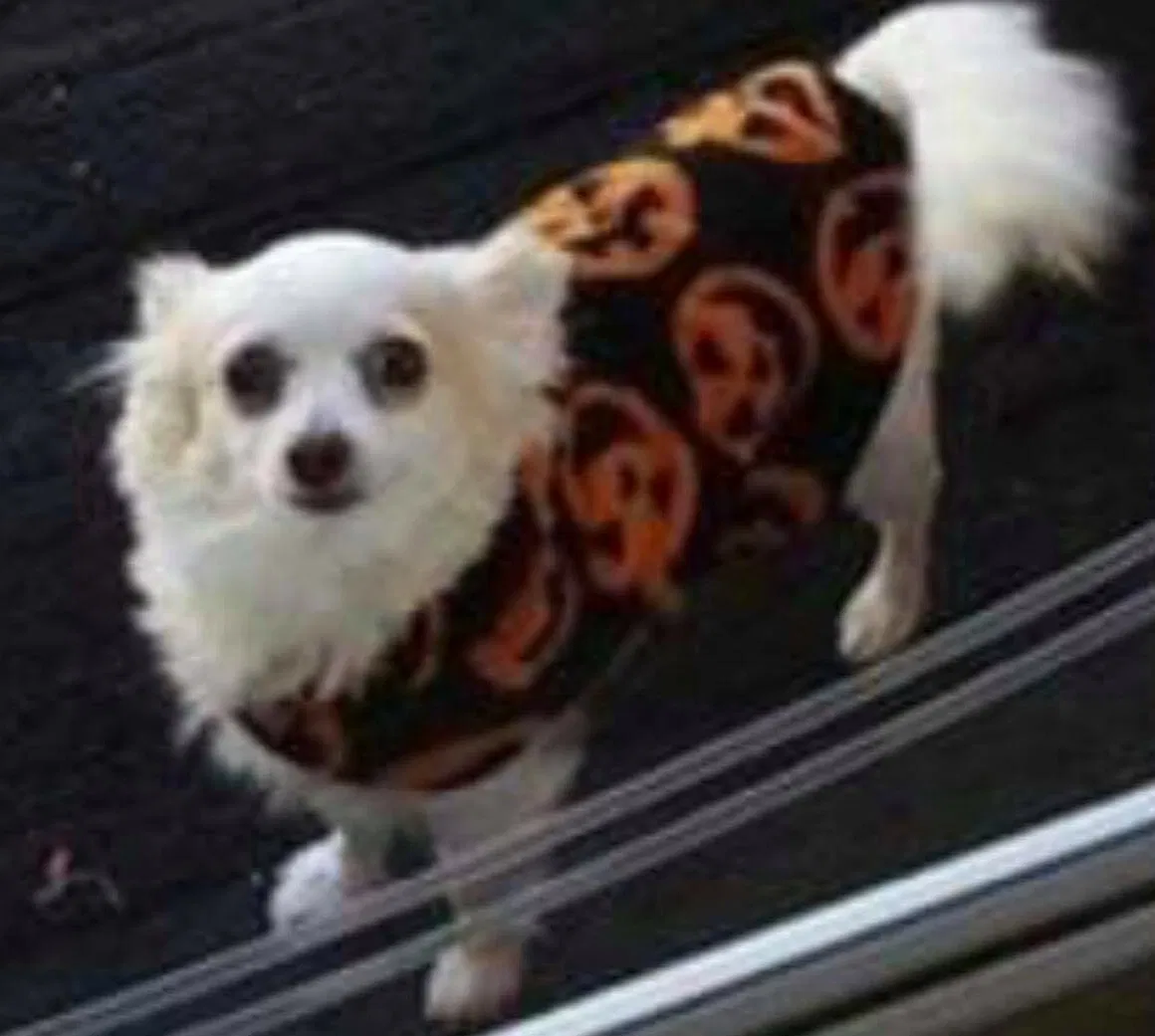 Lost dog in Erie, PA, 16504