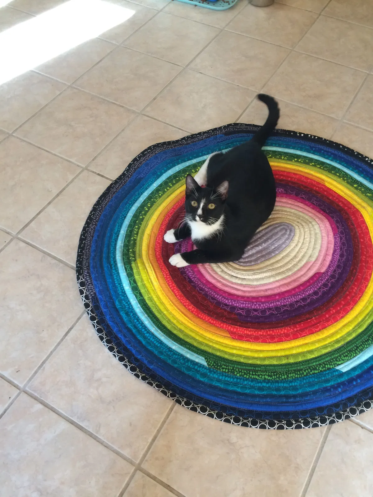 Lost cat in Mondovi, WI, 54755