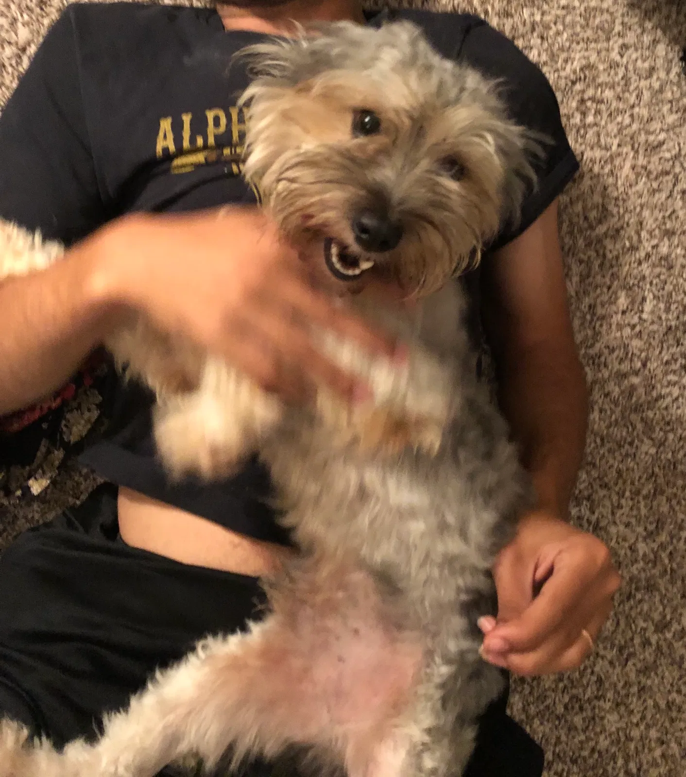 Lost dog in Columbus, OH, 43206