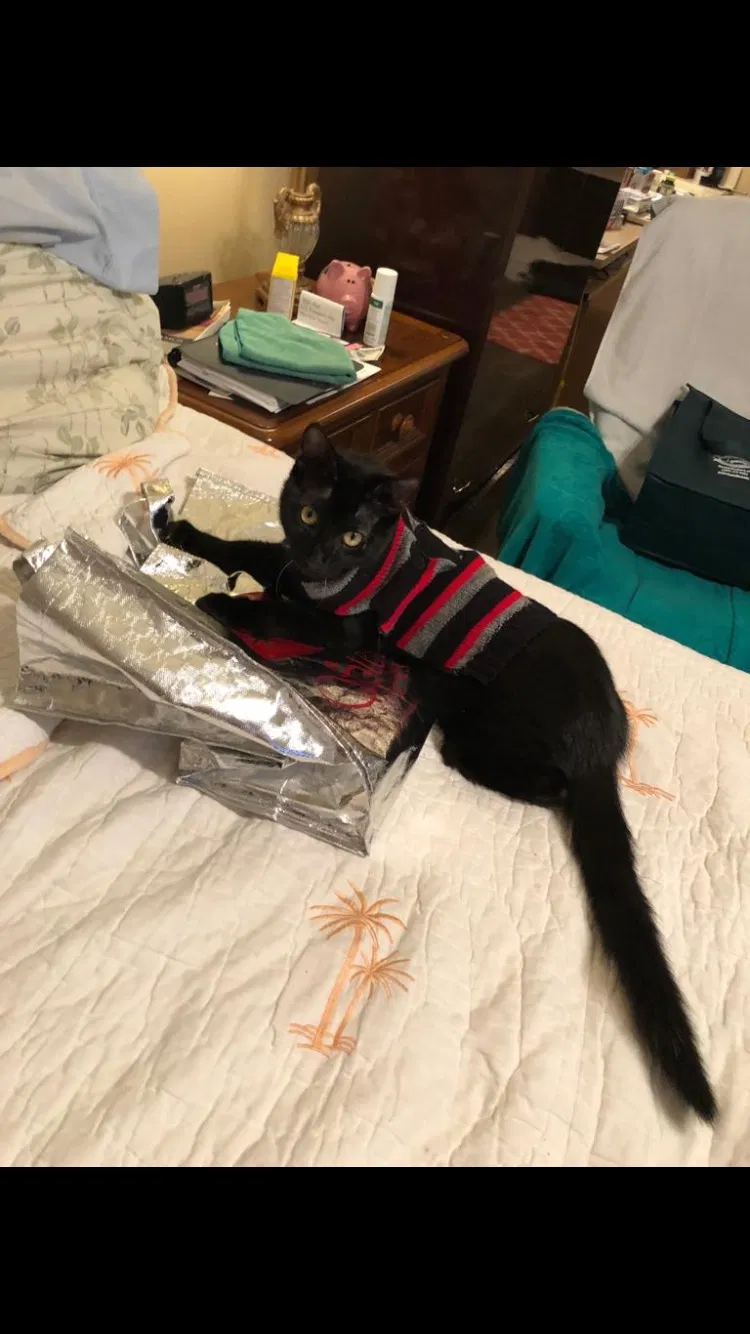 Lost cat in Pompano Beach, FL, 33071