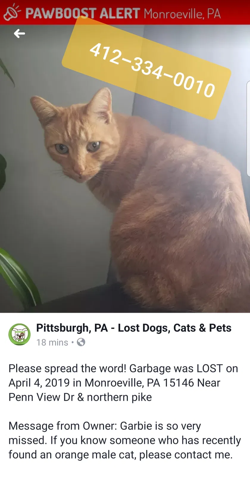 Lost cat in Monroeville, PA, 15146