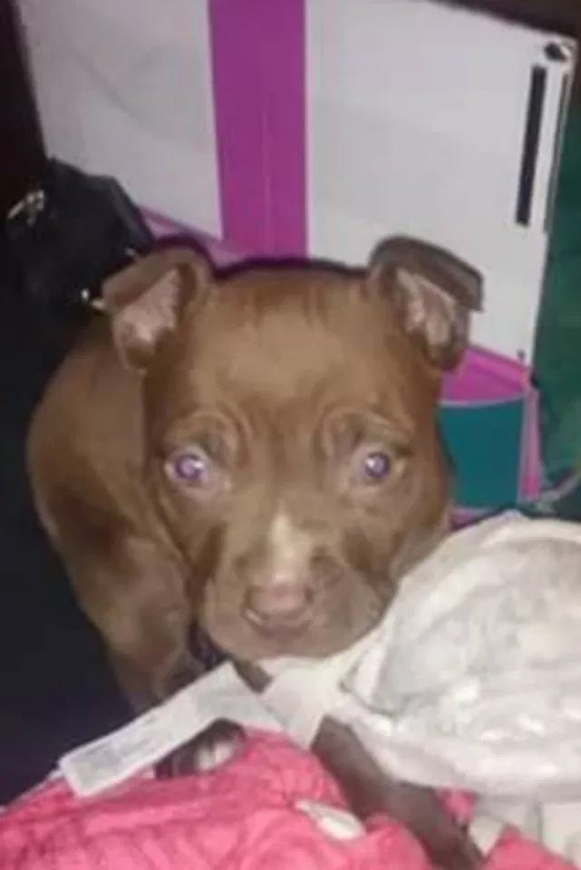 Lost dog in Topeka, KS, 66607
