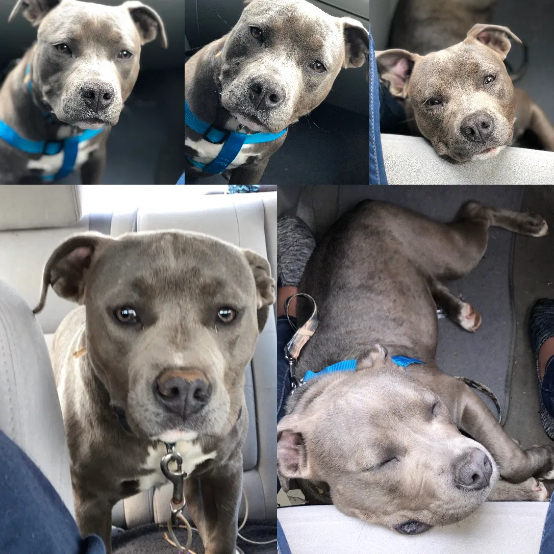 Lost dog in Gaffney, SC, 29340