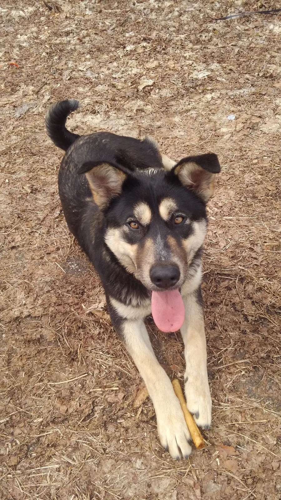 Lost dog in Akron, OH, 44305