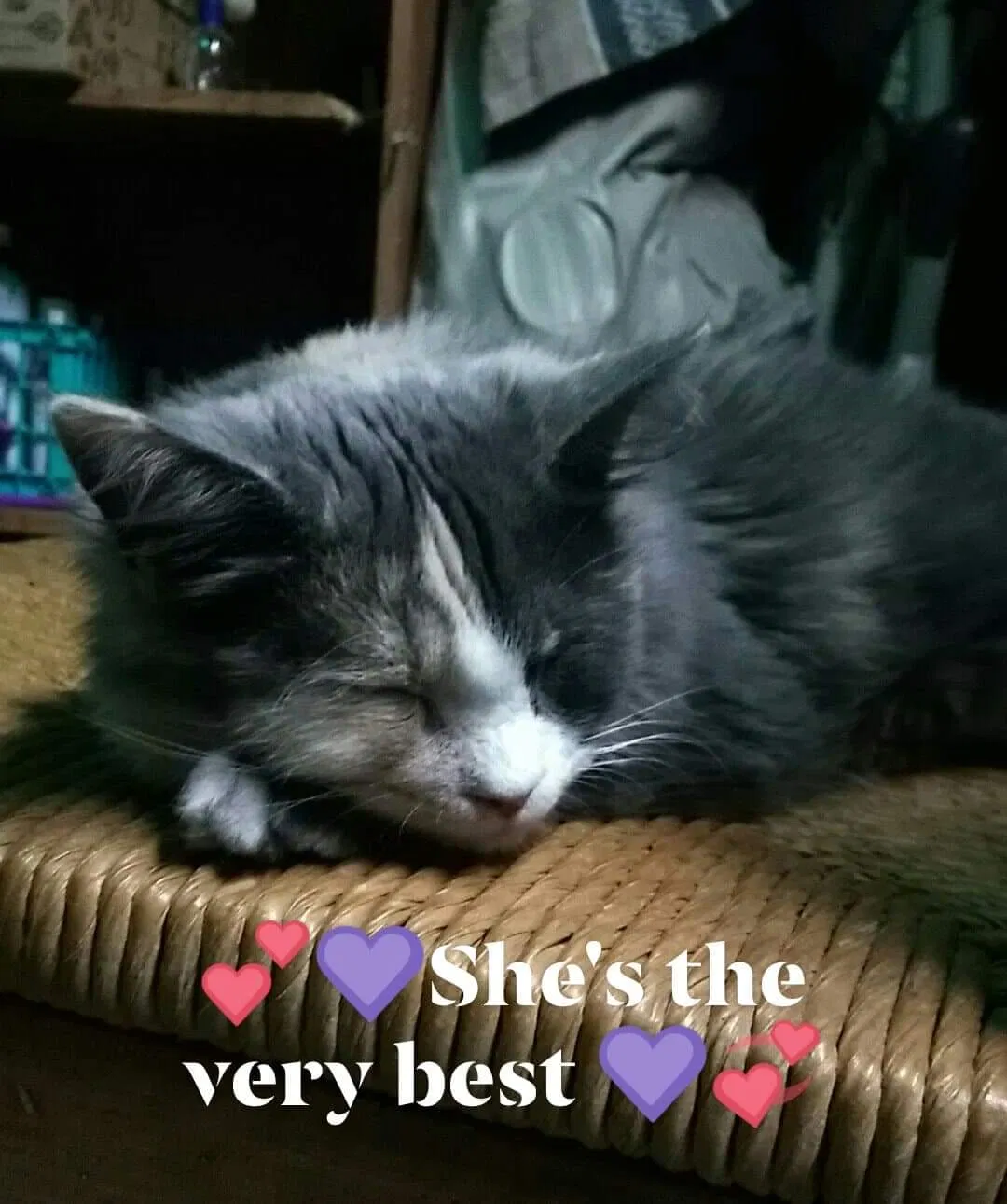 Lost cat in Yuma, AZ, 85364