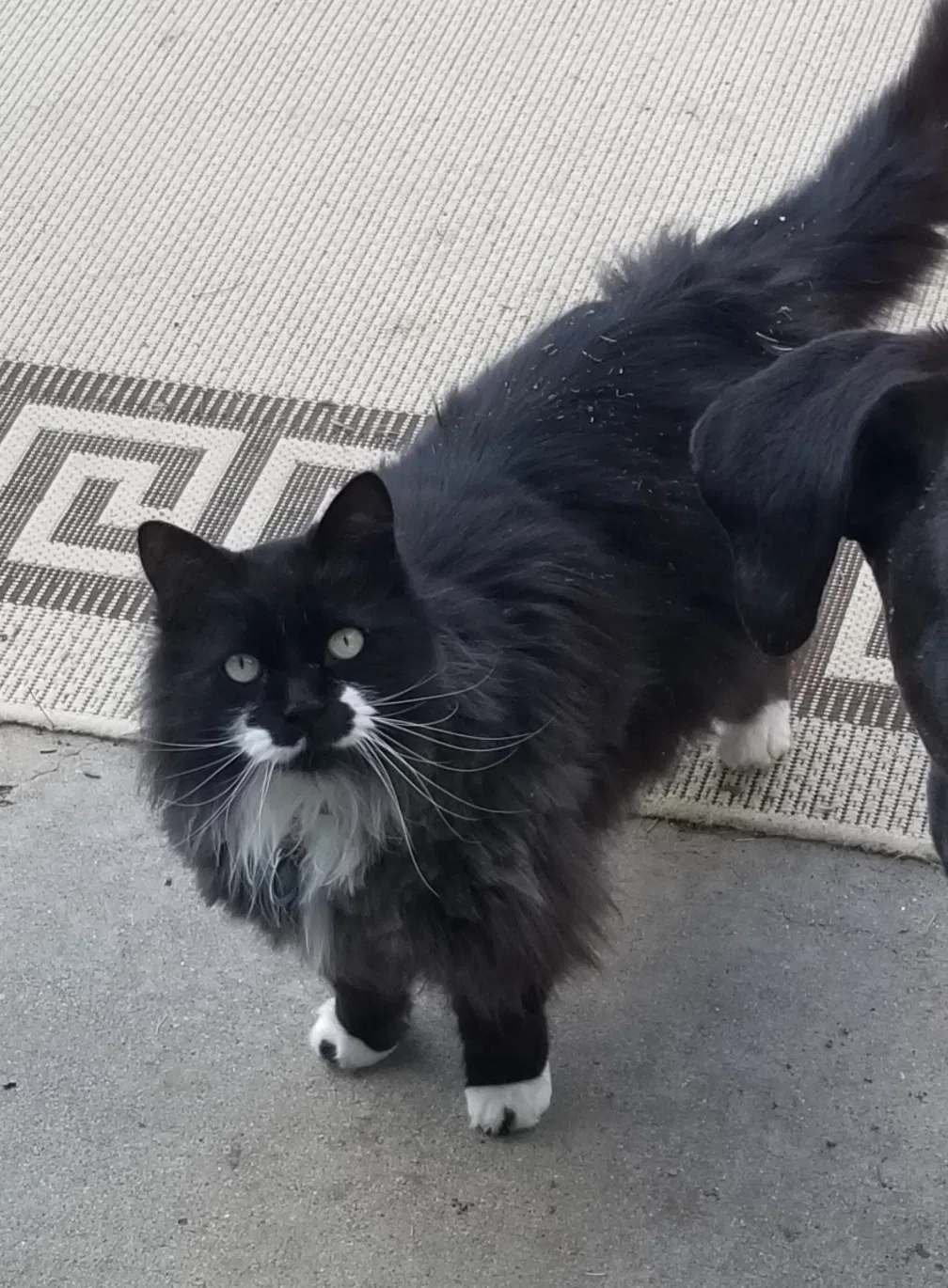 Lost cat in Loveland, CO, 80537