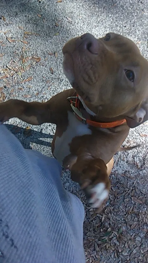 Lost dog in Guyton, GA, 31312