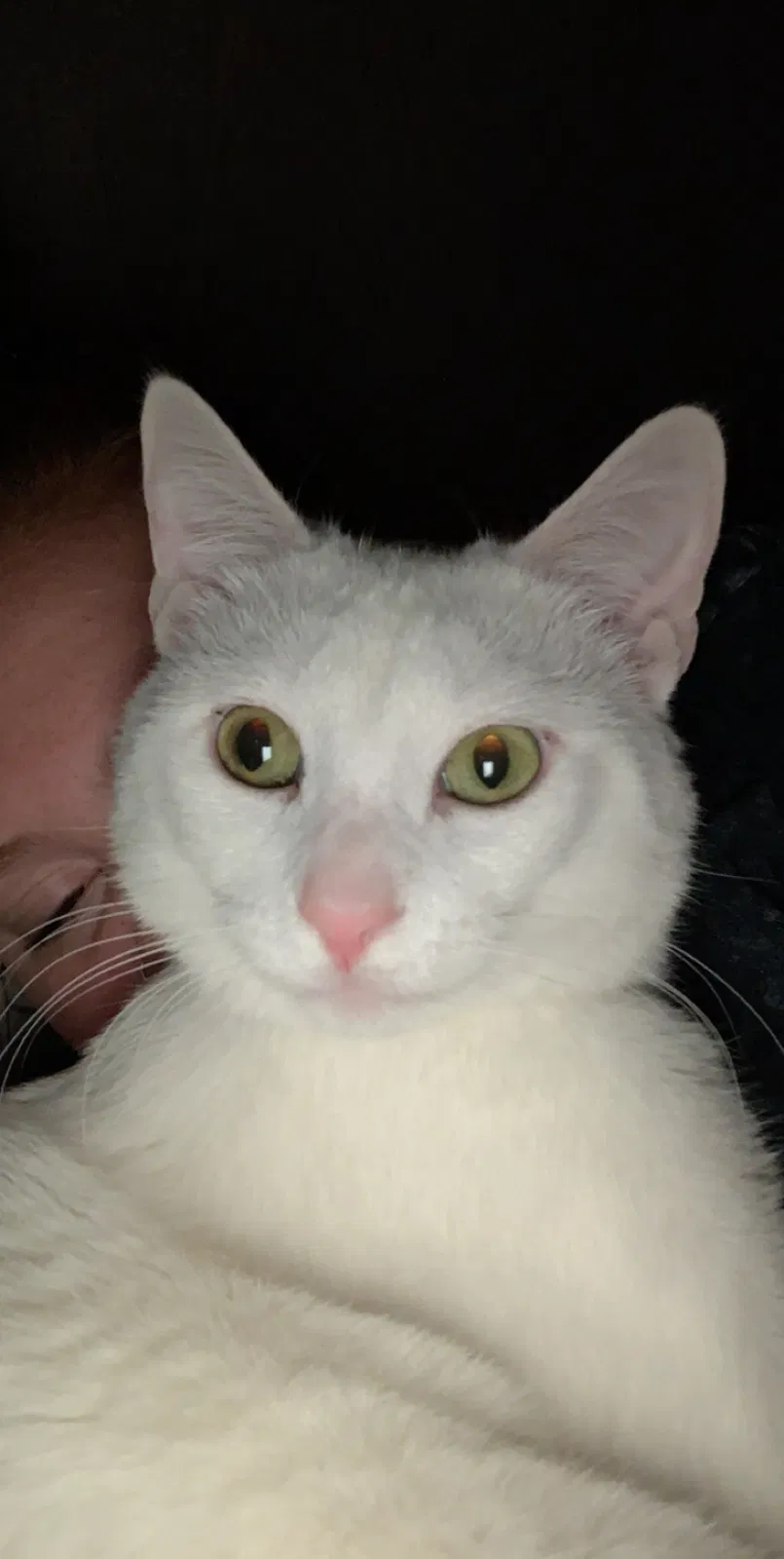 Lost cat in De Soto, KS, 66018