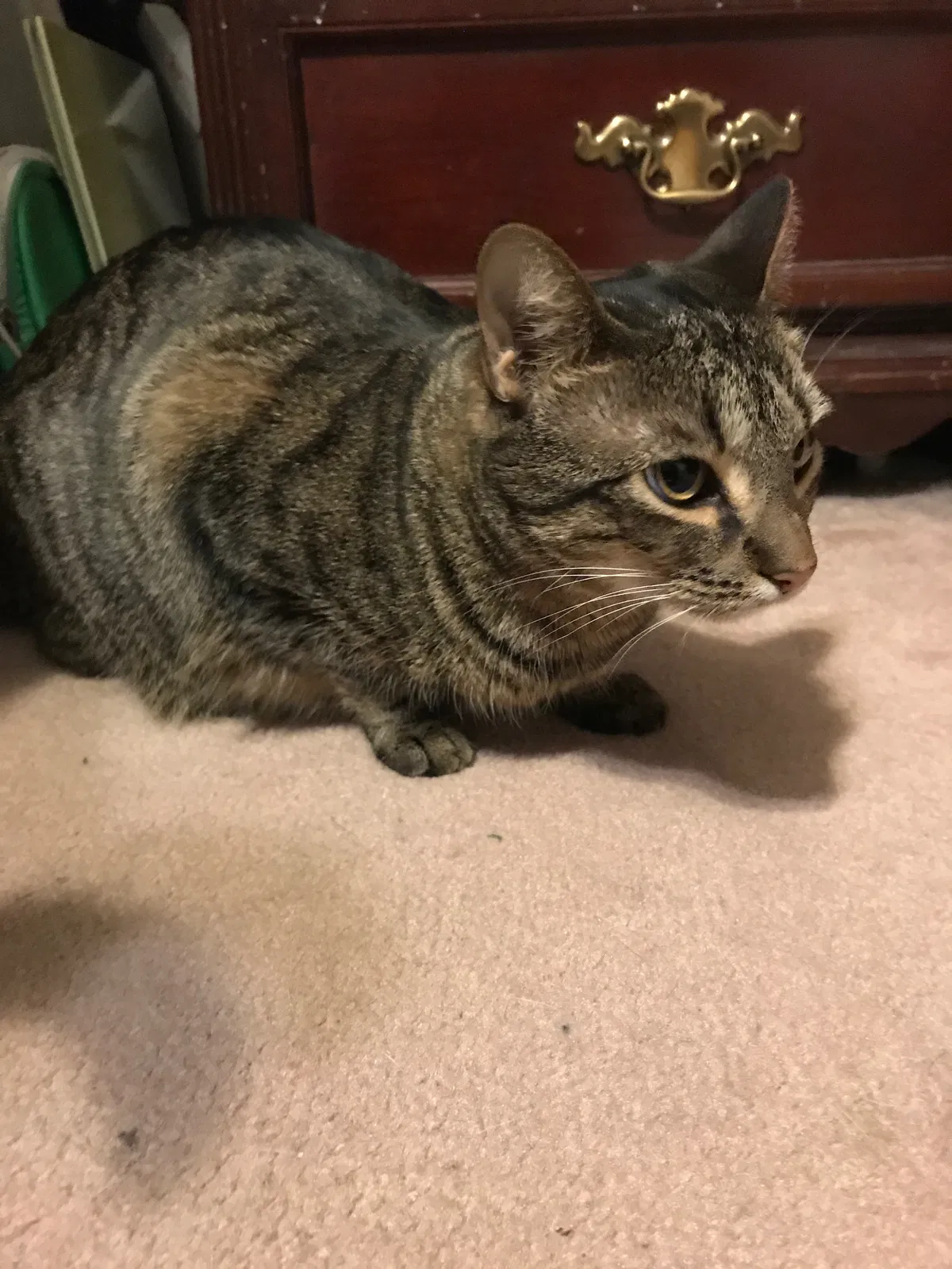 Lost cat in Jacksonville, FL, 32277