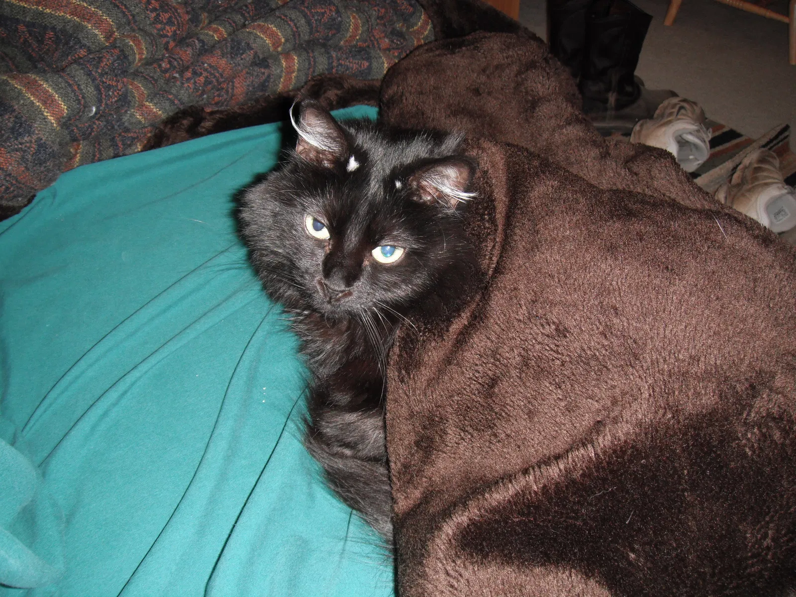 Lost cat in Fort Worth, TX, 76108
