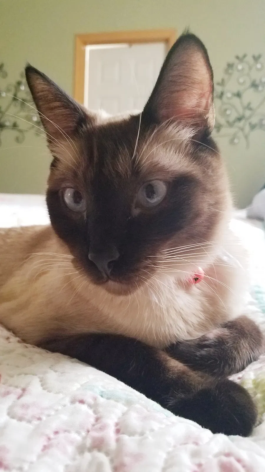 Lost cat in Post Falls, ID, 83854