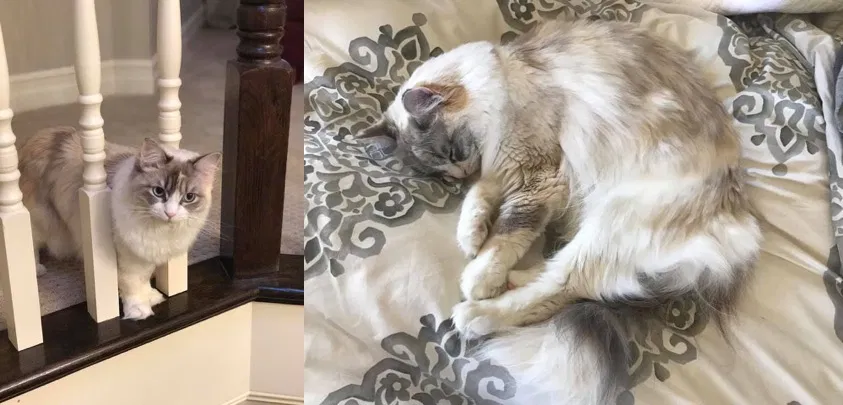 Lost cat in Camas, WA, 98607