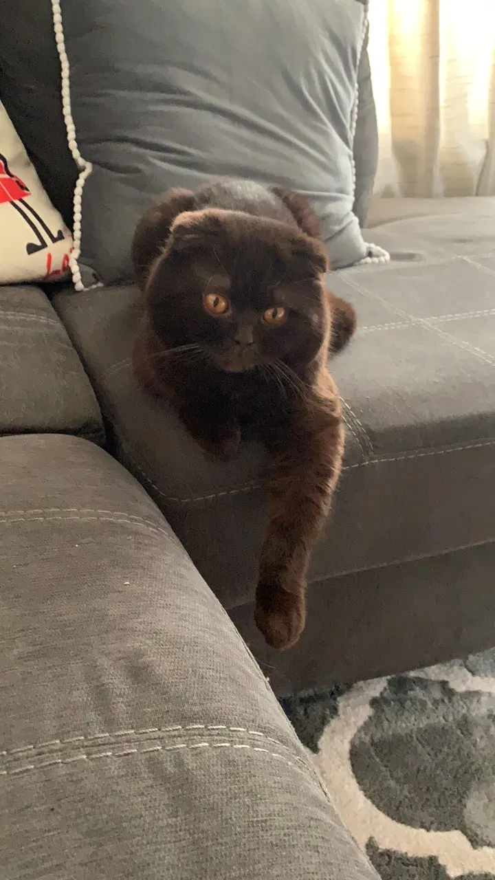 Lost cat in Brooklyn, NY, 11229