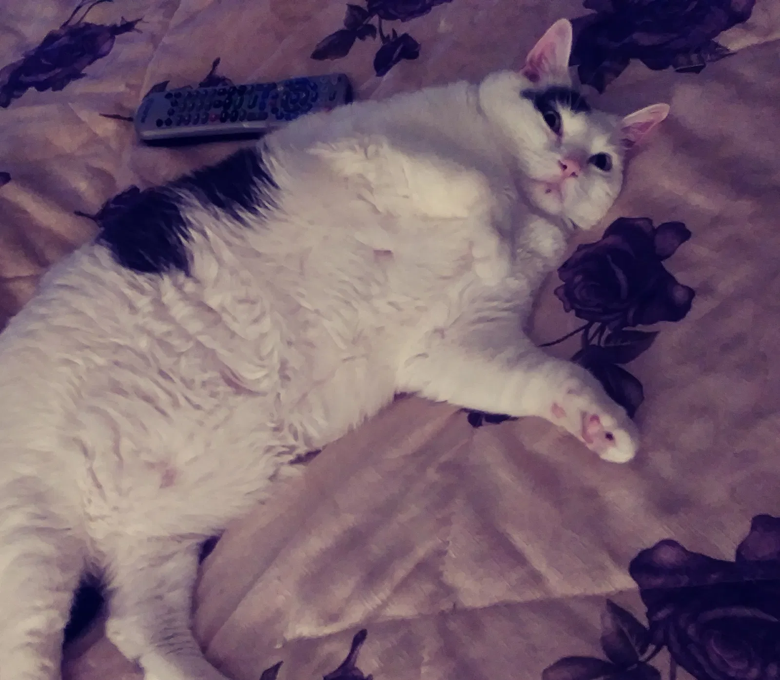 Lost cat in Waxahachie, TX, 75165