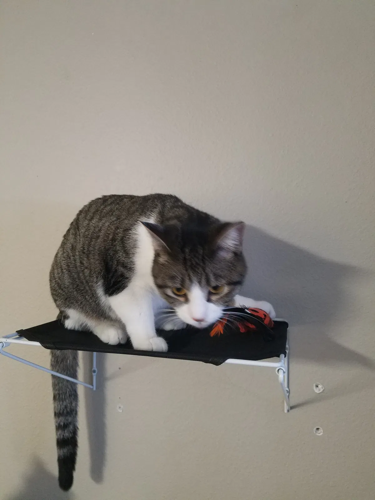 Lost cat in Fargo, ND, 58103