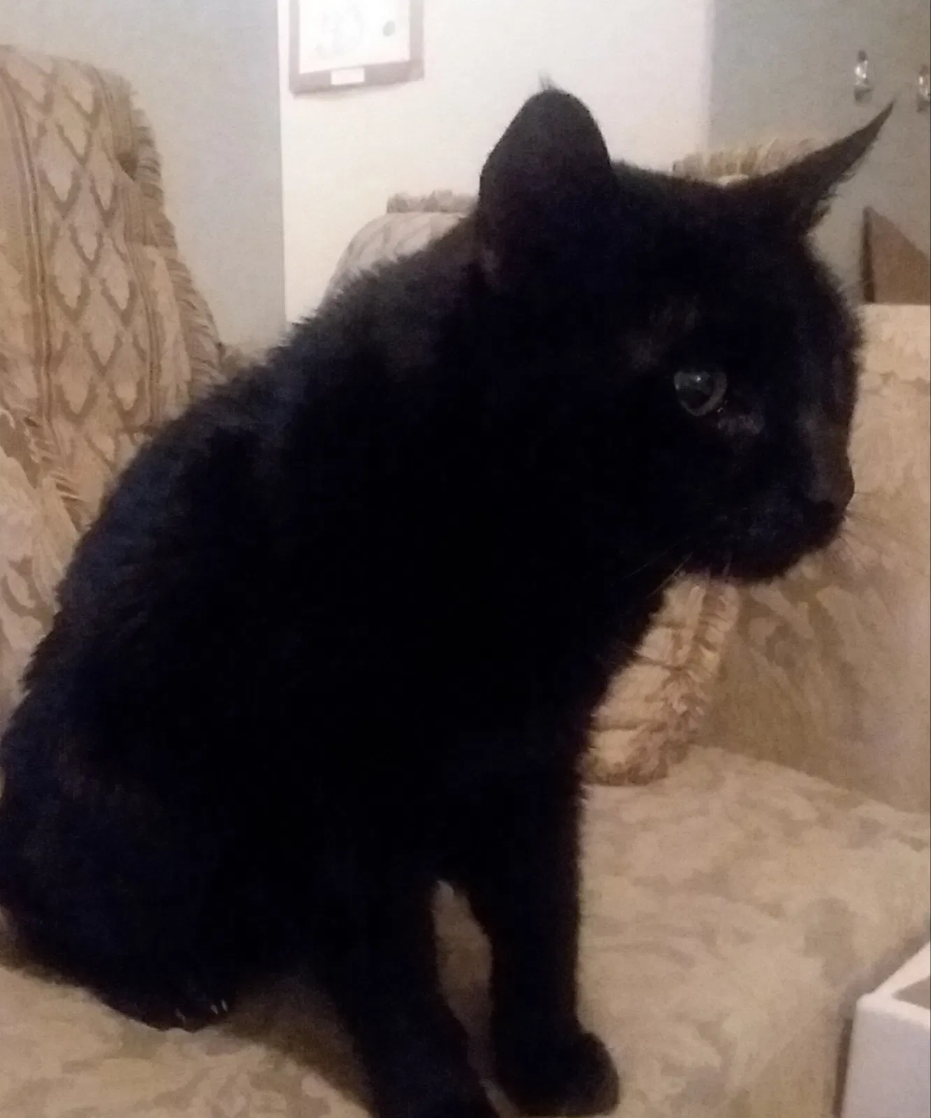Lost cat in Hamilton, MT, 59840