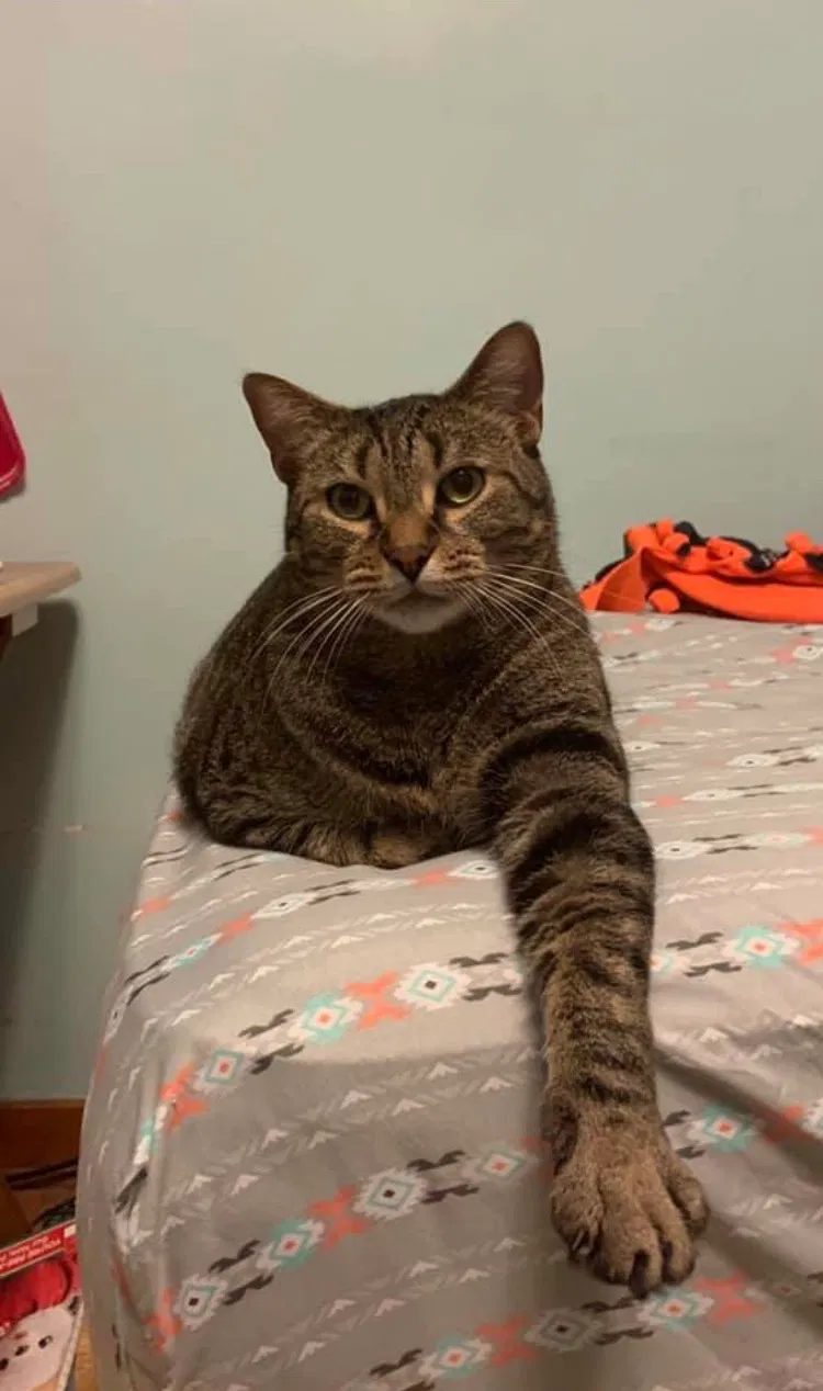 Lost cat in Grand Rapids, MI, 49548