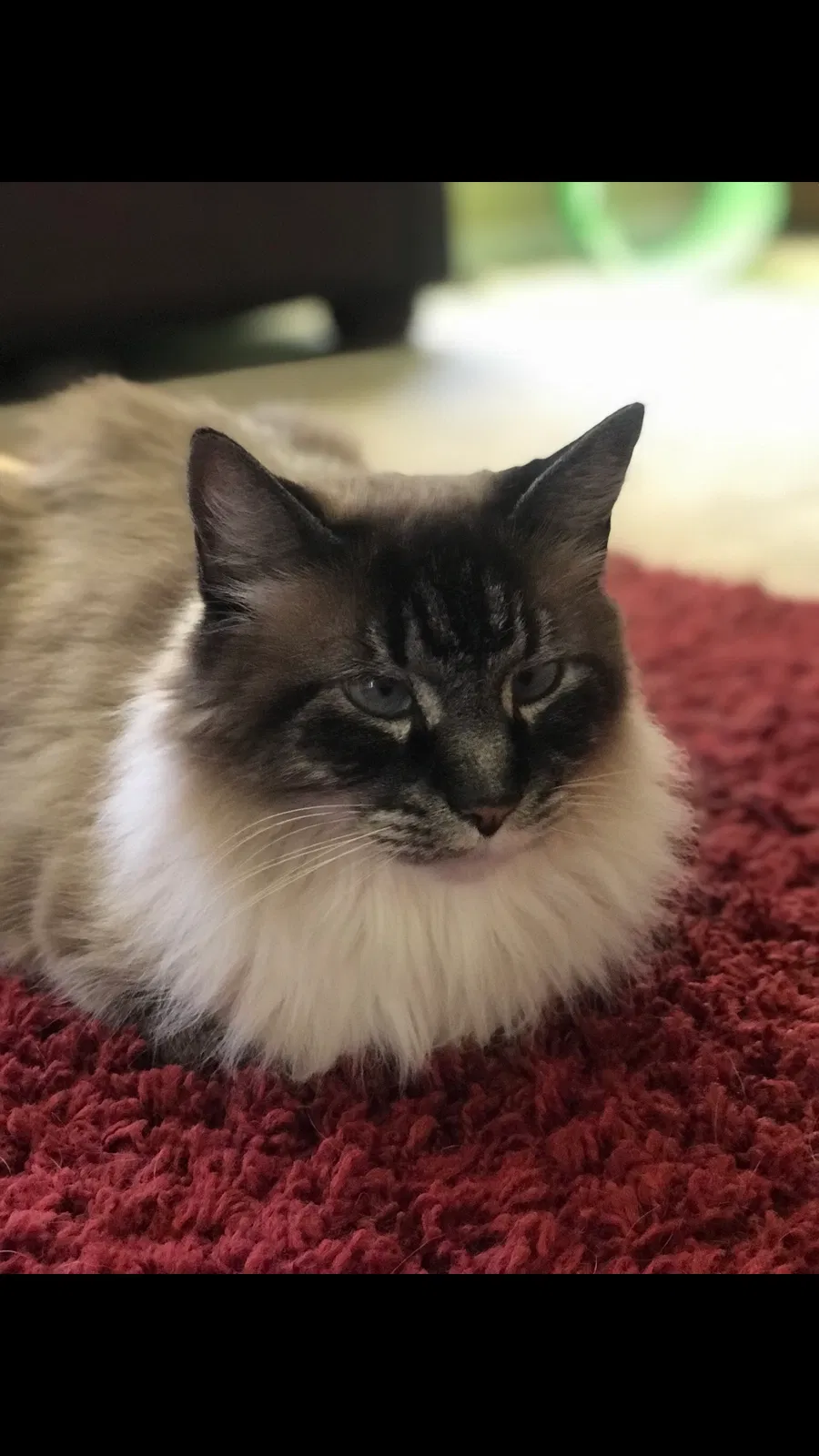 Lost cat in Concord, NC, 28025