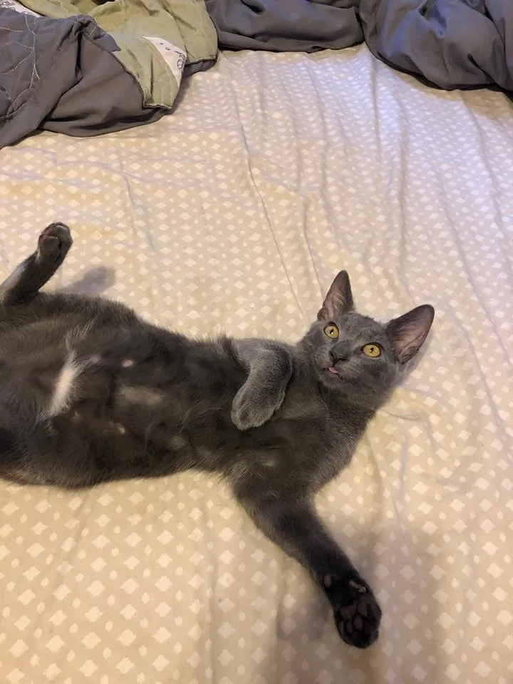 Lost cat in Brooklyn, NY, 11233