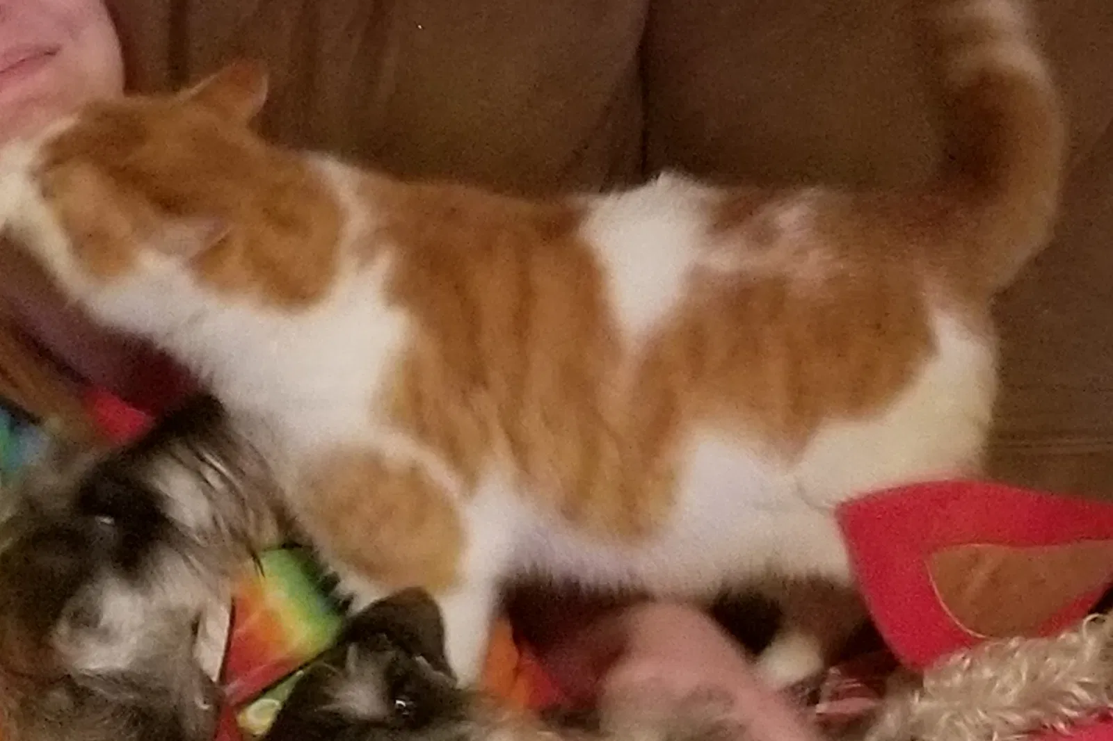 Lost cat in Greenwood, IN, 46143
