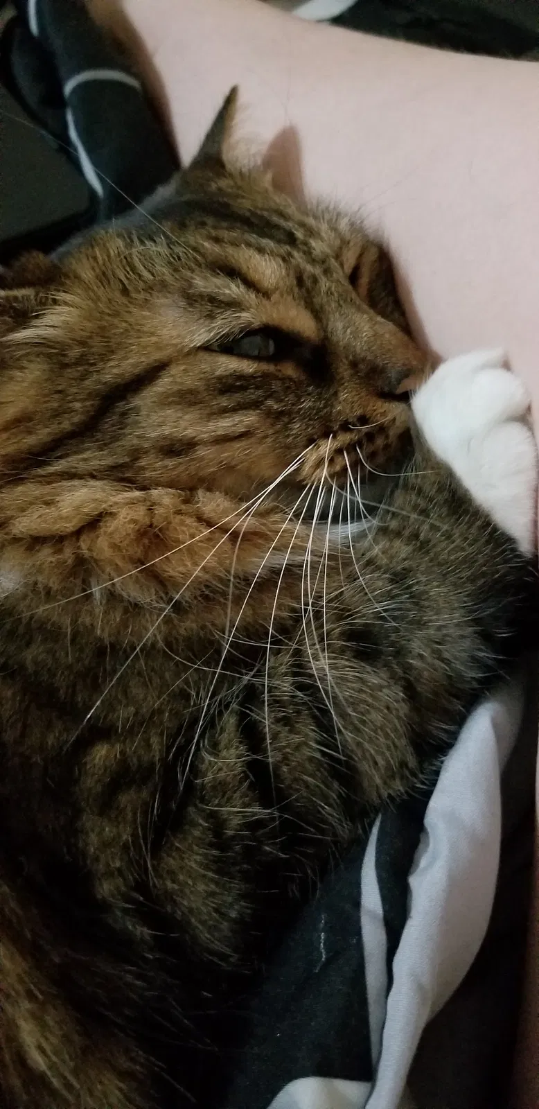 Lost cat in Longview, TX, 75604