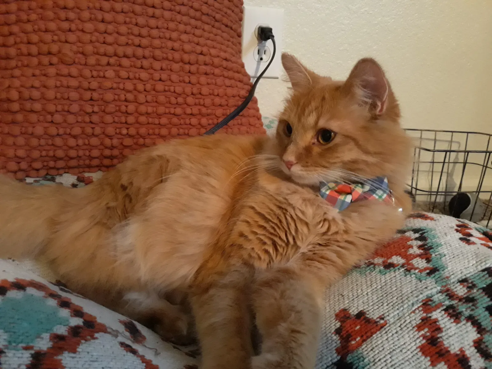 Lost cat in Fort Collins, CO, 80526