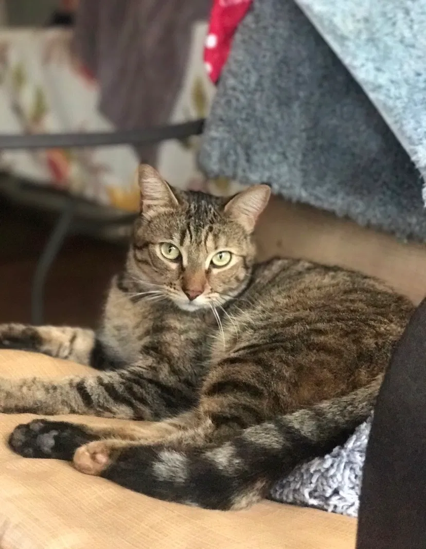 Lost cat in Sacramento, CA, 95820