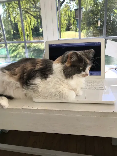 Lost cat in Henrico, VA, 23294