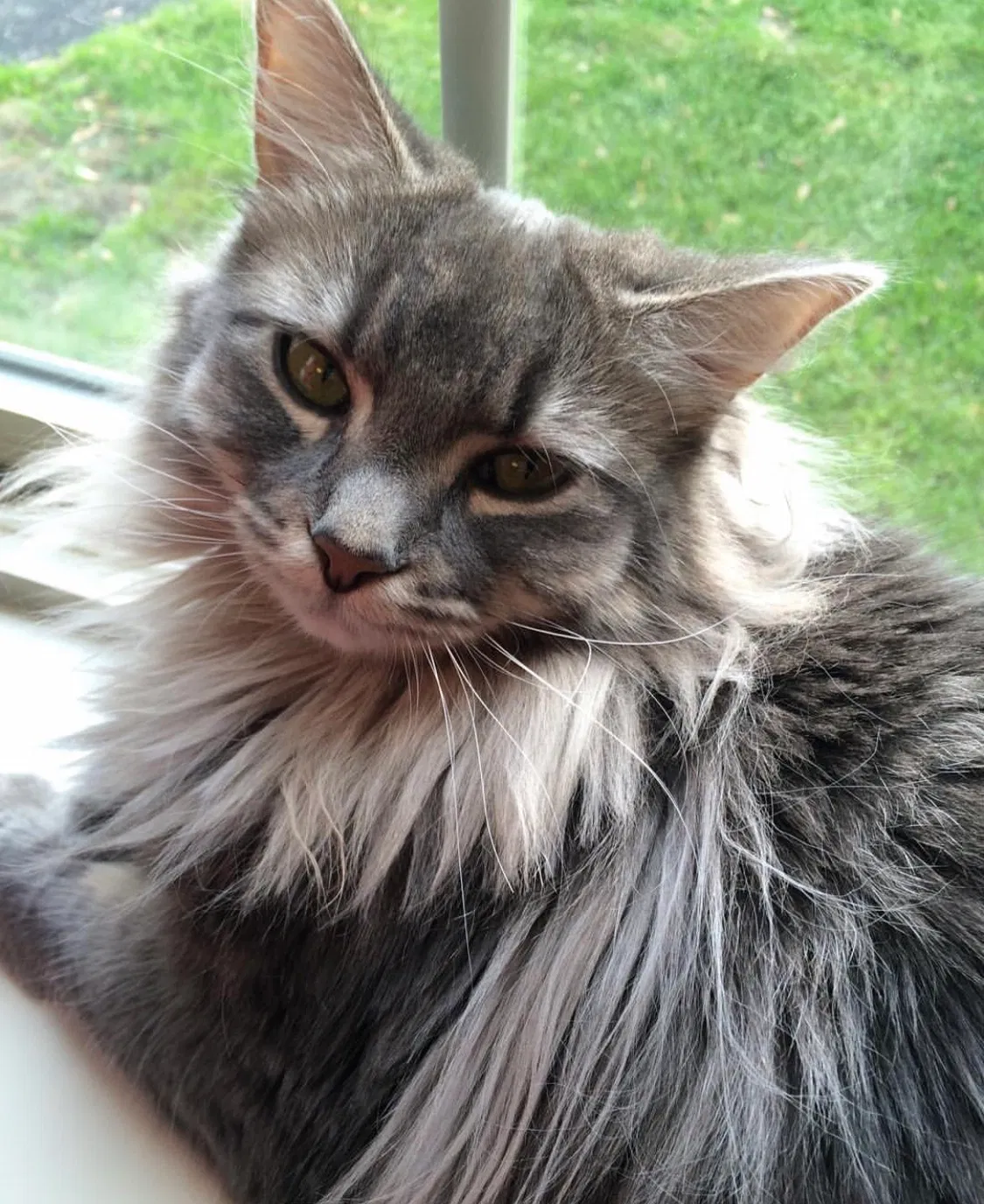 Lost cat in Stoughton, WI, 53589