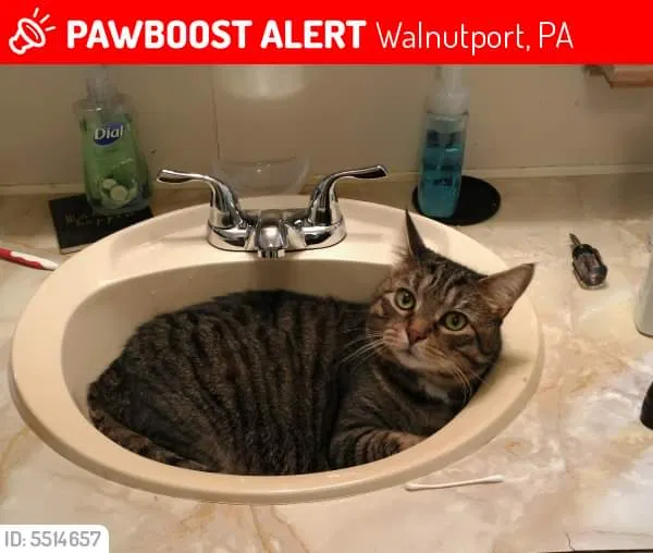 Lost cat in Walnutport, PA, 18088