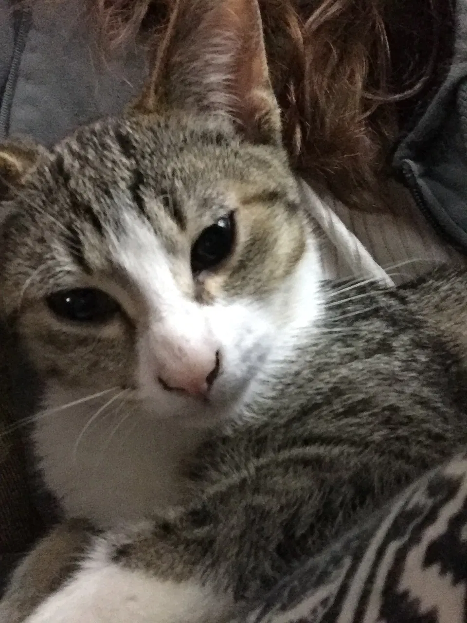 Lost cat in Lansing, MI, 48915