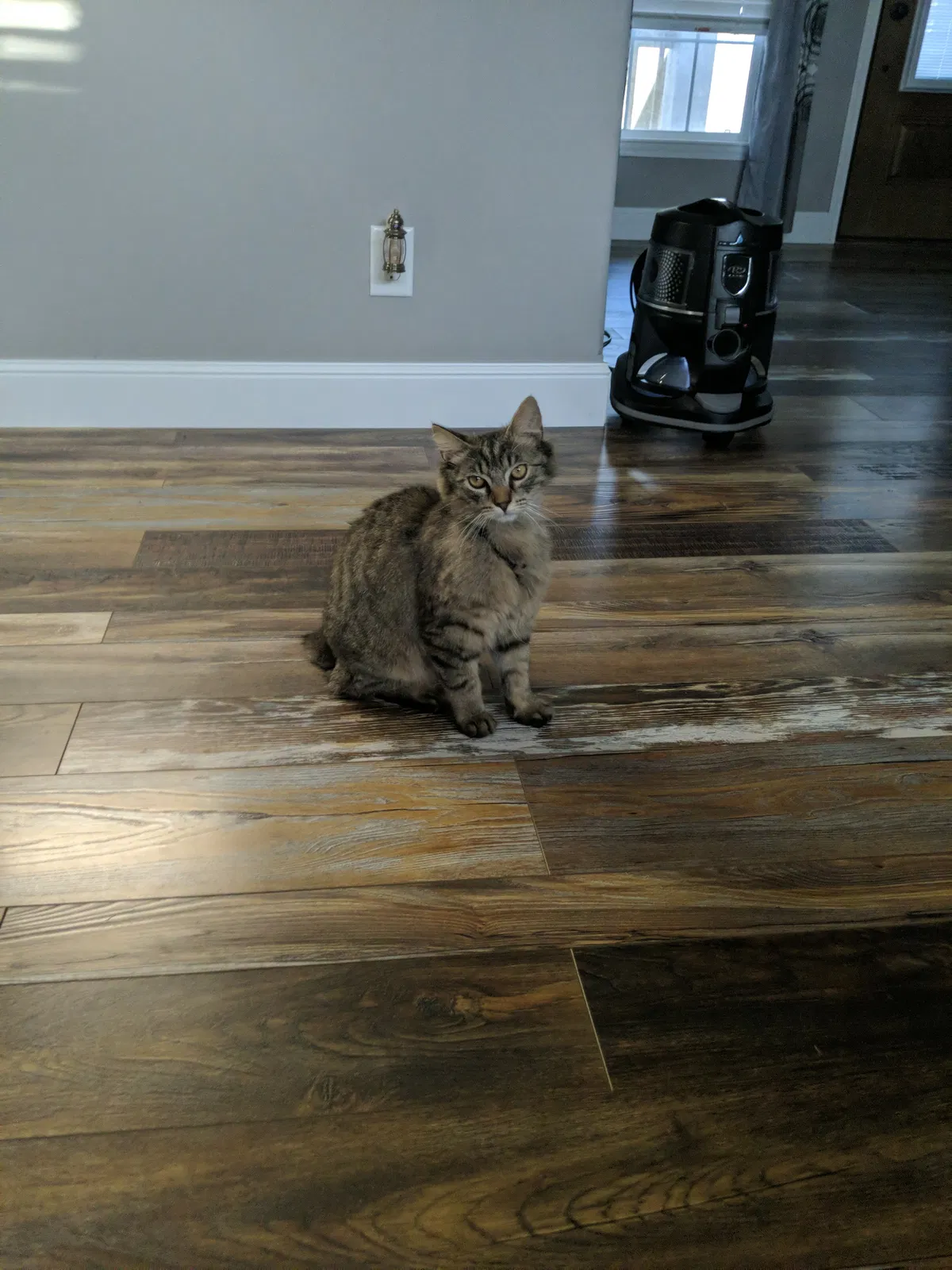 Lost cat in Lynchburg, TN, 37352