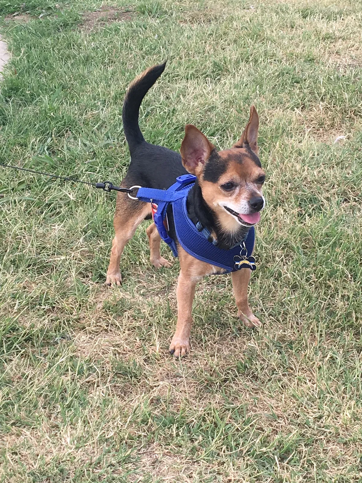 Lost dog in Panorama City, CA, 91402