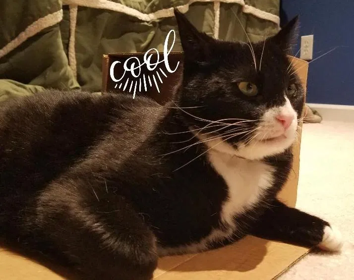 Lost cat in Hillsboro, OR, 97123