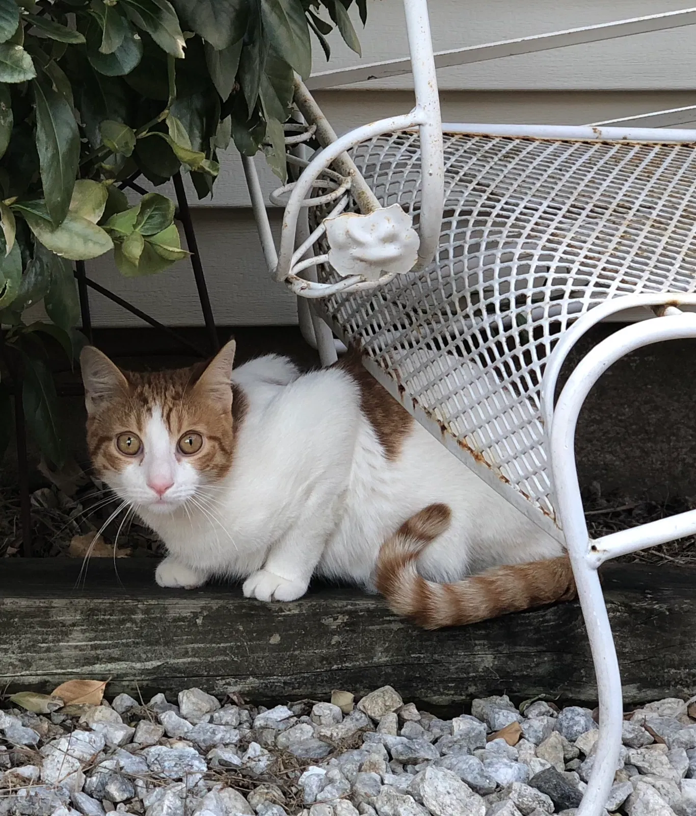 Lost cat in Secaucus, NJ, 7094