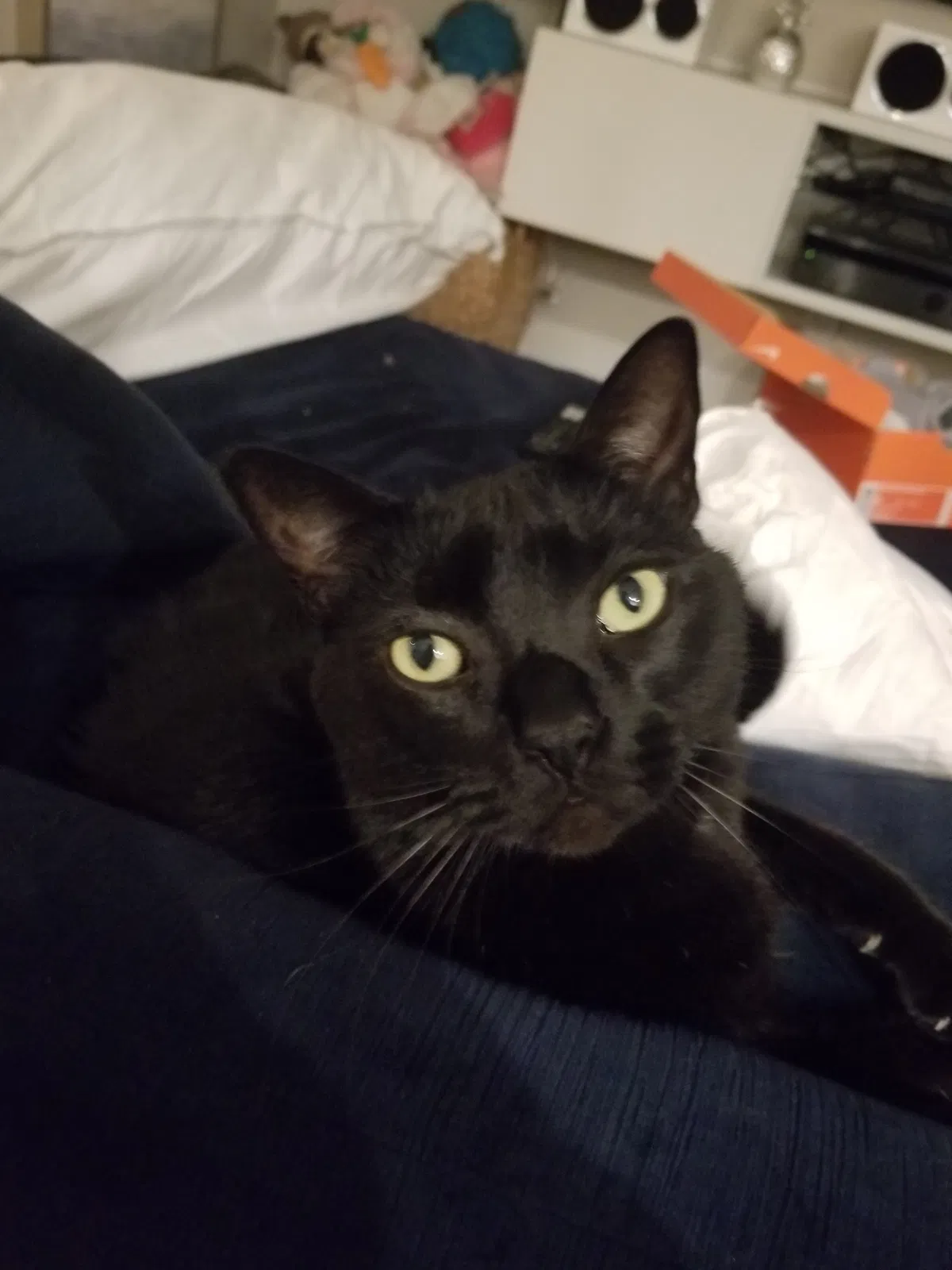 Lost cat in Laguna Beach, CA, 92651