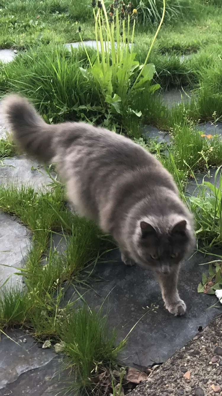 Lost cat in Hillsboro, OR, 97123
