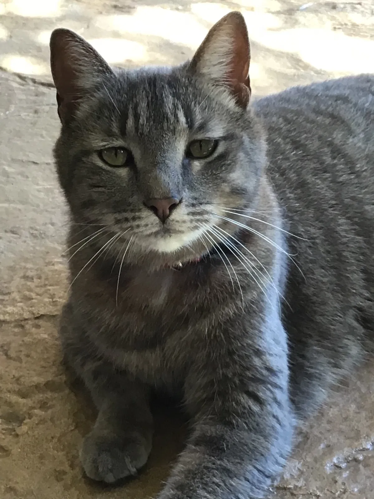 Lost cat in Whitehouse, TX, 75791