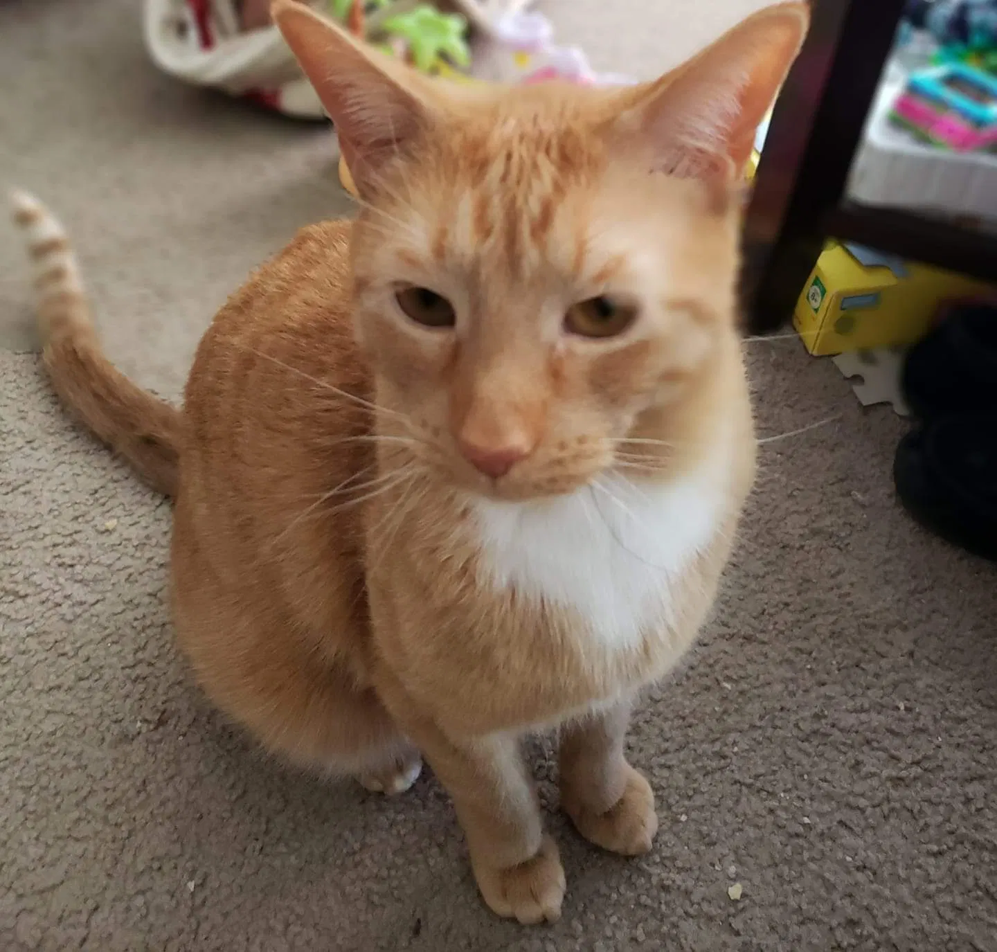 Lost cat in Stoughton, WI, 53589