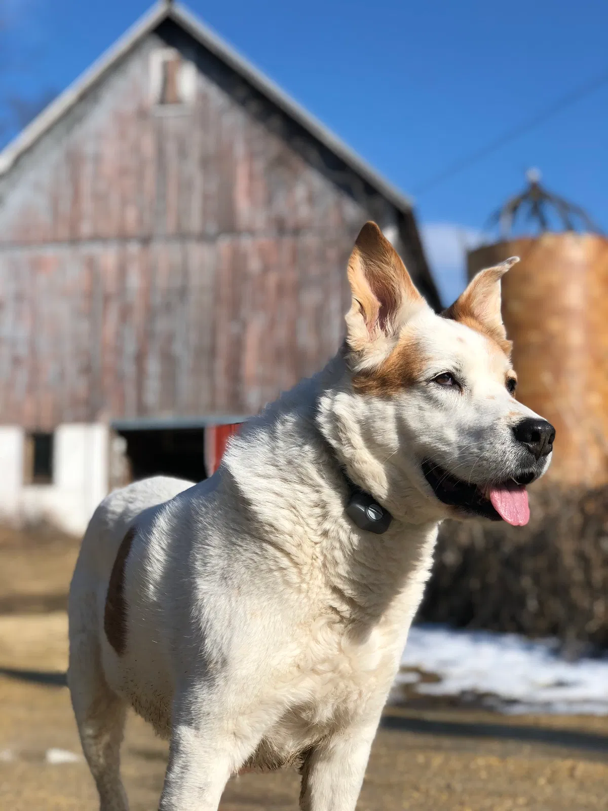 Lost dog in Mount Horeb, WI, 53572