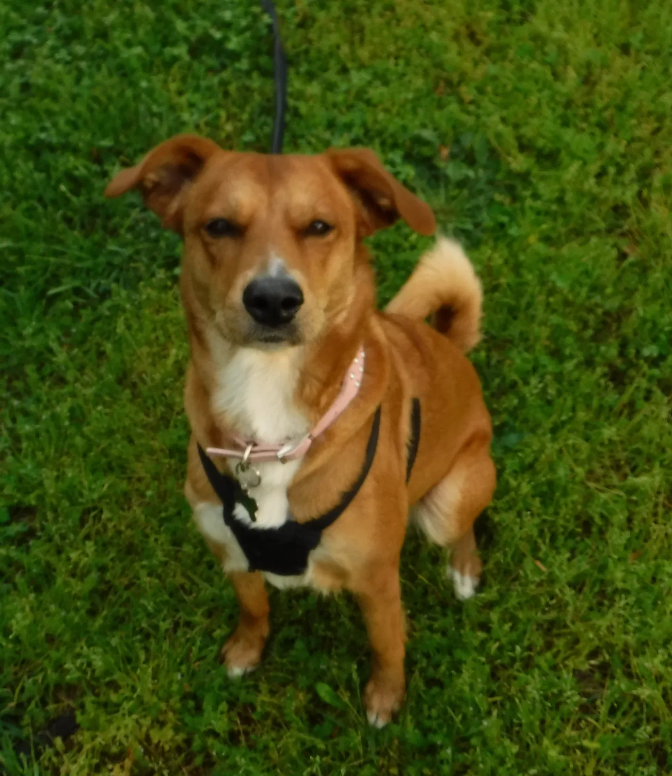Lost dog in Pelzer, SC, 29669