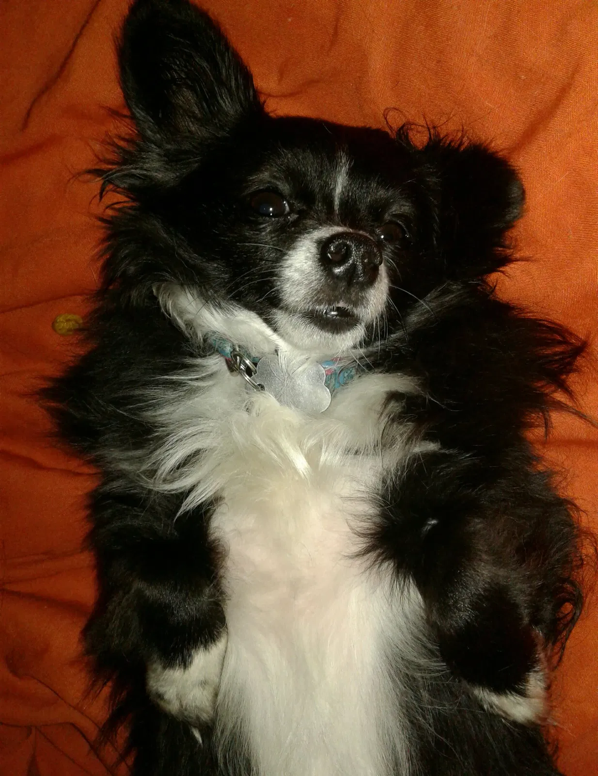 Lost dog in Minneapolis, MN, 55407