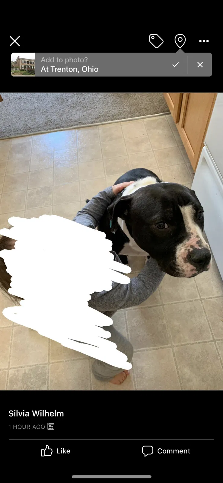 Lost dog in Trenton, OH, 45067