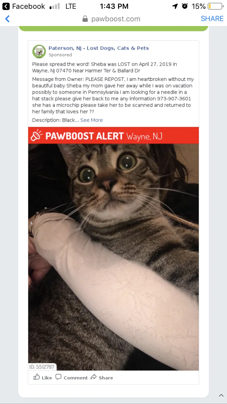 Lost cat in Wayne, NJ, 7470