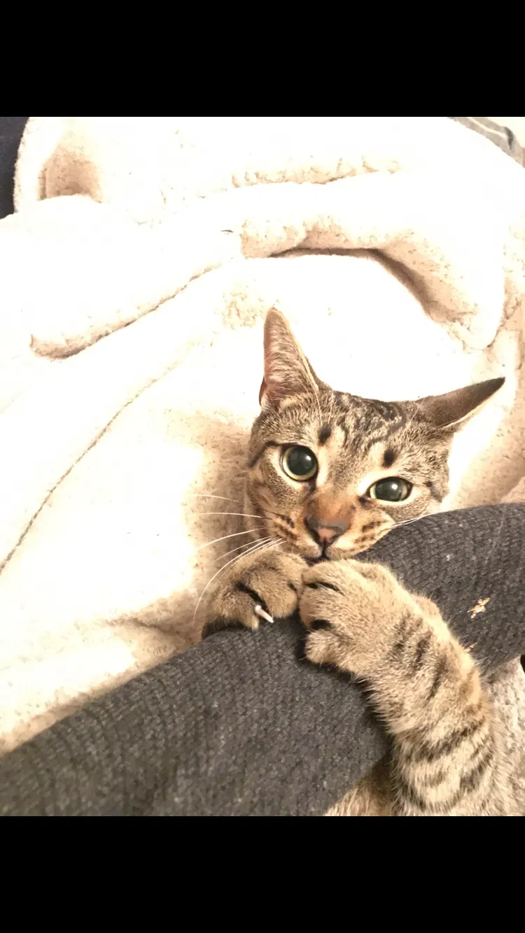 Lost cat in Allentown, PA, 18109