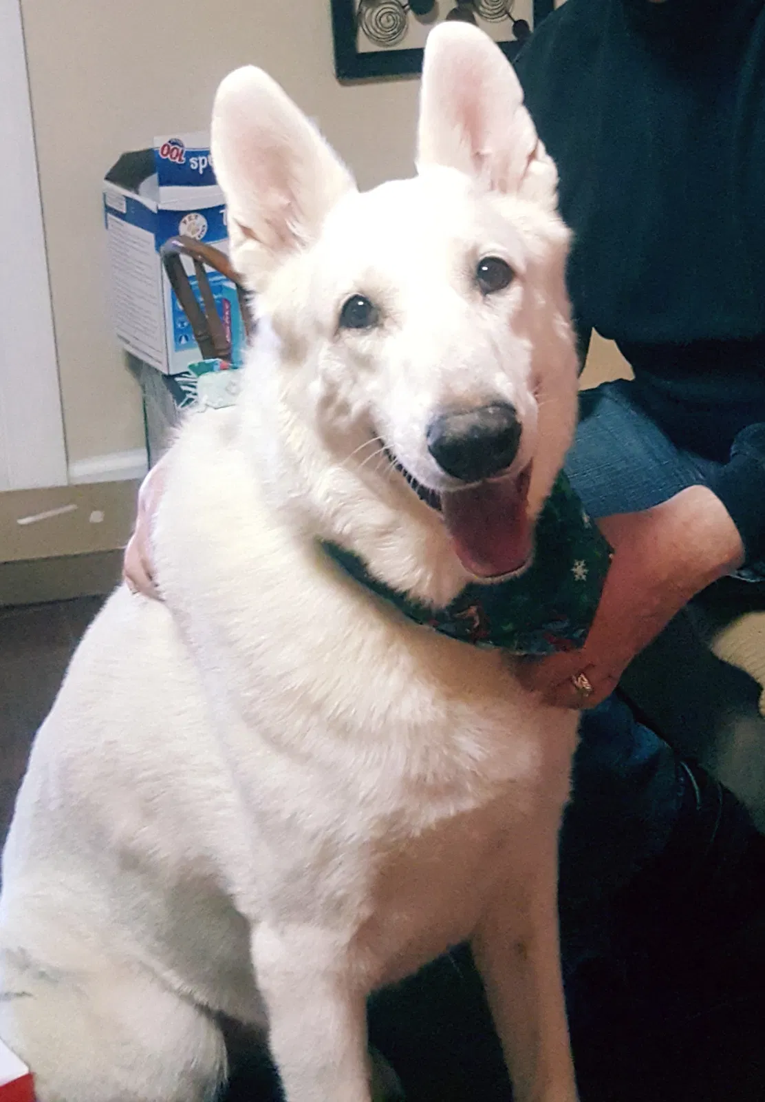 Lost dog in Dayton, OH, 45424