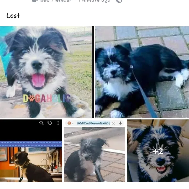 Lost dog in Little Rock, AR, 72202